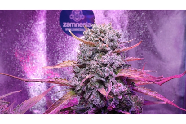 OG Kush (Zamnesia Seeds) feminized