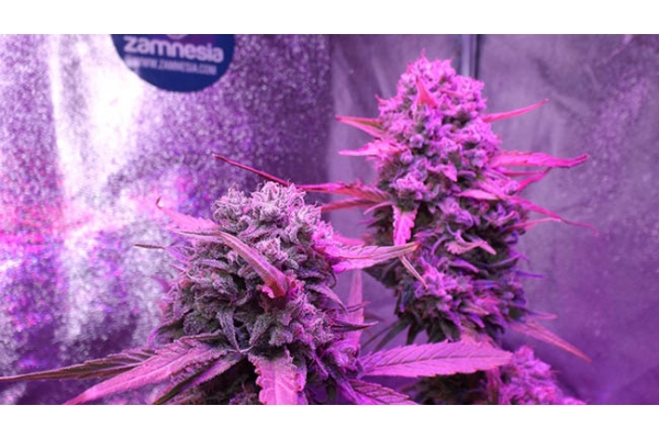 OG Kush (Zamnesia Seeds) feminized