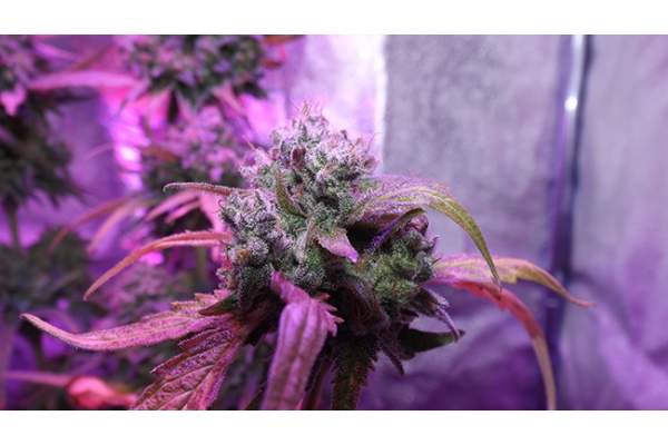 OG Kush (Zamnesia Seeds) feminized