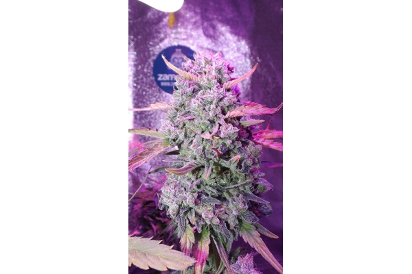 OG Kush (Zamnesia Seeds) feminized