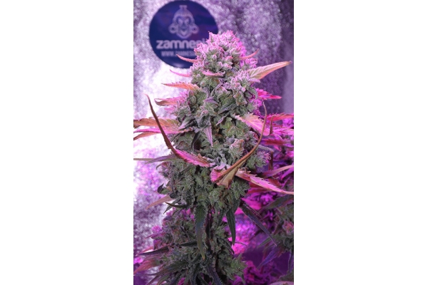 OG Kush (Zamnesia Seeds) feminized