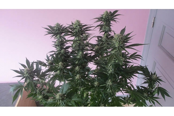 White Widow (Zamnesia Seeds) feminized White Widow (Zamnesia Seeds) feminized