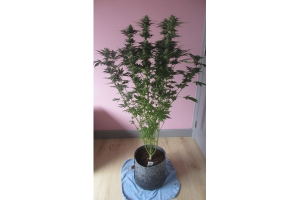 White Widow (Zamnesia Seeds) feminized White Widow (Zamnesia Seeds) feminized