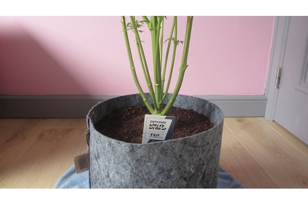 White Widow (Zamnesia Seeds) feminized White Widow (Zamnesia Seeds) feminized