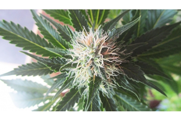 White Widow (Zamnesia Seeds) feminized White Widow (Zamnesia Seeds) feminized