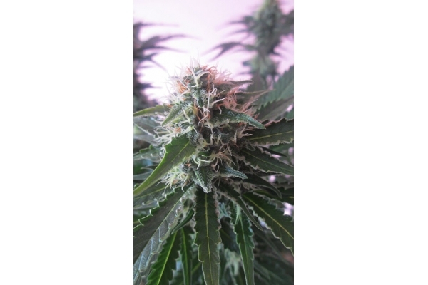 White Widow (Zamnesia Seeds) feminized White Widow (Zamnesia Seeds) feminized