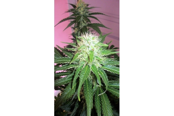 White Widow (Zamnesia Seeds) feminized White Widow (Zamnesia Seeds) feminized