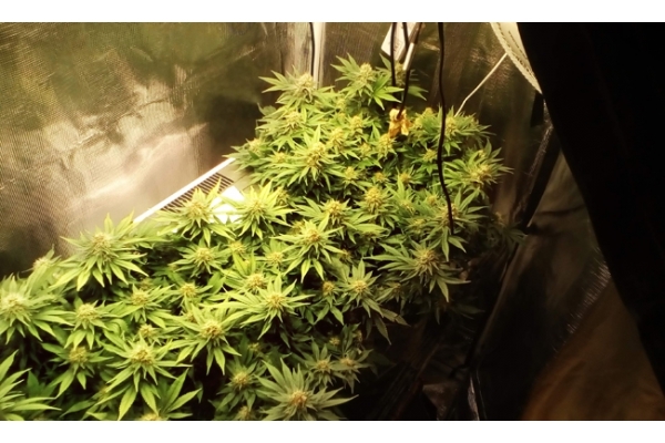 White Widow (Zamnesia Seeds) feminized White Widow (Zamnesia Seeds) feminized