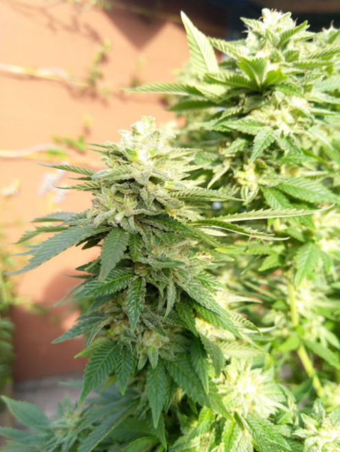 White Widow (Zamnesia Seeds) feminized White Widow (Zamnesia Seeds) feminized
