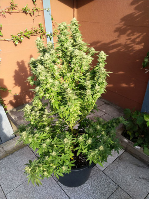 White Widow (Zamnesia Seeds) feminized White Widow (Zamnesia Seeds) feminized