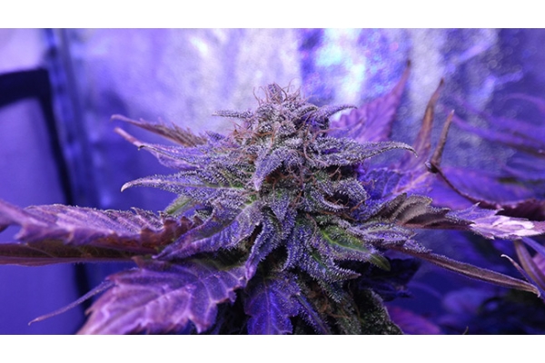 Cheese (Zamnesia Seeds) feminized Cheese (Zamnesia Seeds) feminized