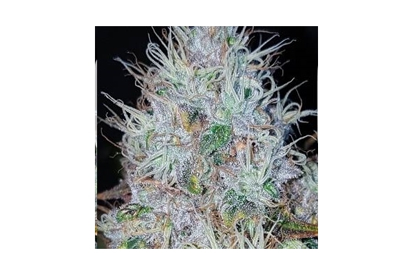 Monster Bud Kush (Zamnesia Seeds) feminized Monster Bud Kush (Zamnesia Seeds) feminized