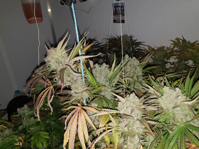 Monster Bud Kush (Zamnesia Seeds) feminized Monster Bud Kush (Zamnesia Seeds) feminized