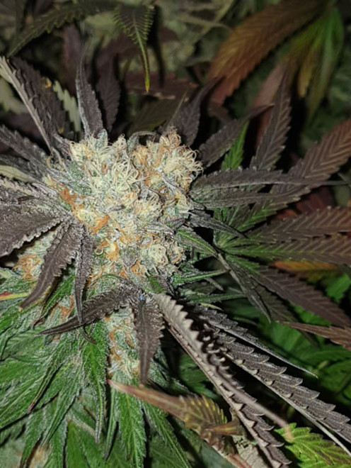 Monster Bud Kush (Zamnesia Seeds) feminized Monster Bud Kush (Zamnesia Seeds) feminized