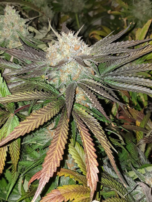 Monster Bud Kush (Zamnesia Seeds) feminized Monster Bud Kush (Zamnesia Seeds) feminized