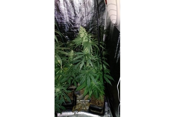 Sour Diesel (Zamnesia Seeds) feminized