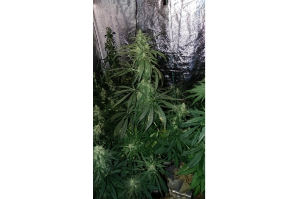 Sour Diesel (Zamnesia Seeds) feminized