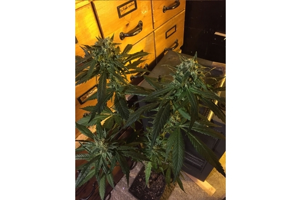 Sour Diesel (Zamnesia Seeds) feminized
