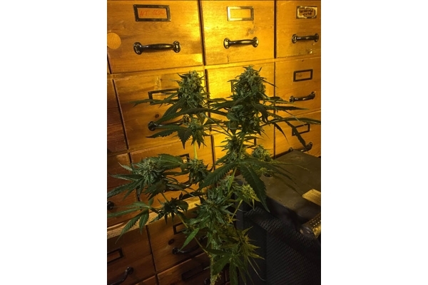 Sour Diesel (Zamnesia Seeds) feminized