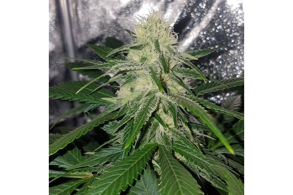 Choco Haze (Zamnesia Seeds) feminized Choco Haze (Zamnesia Seeds) feminized