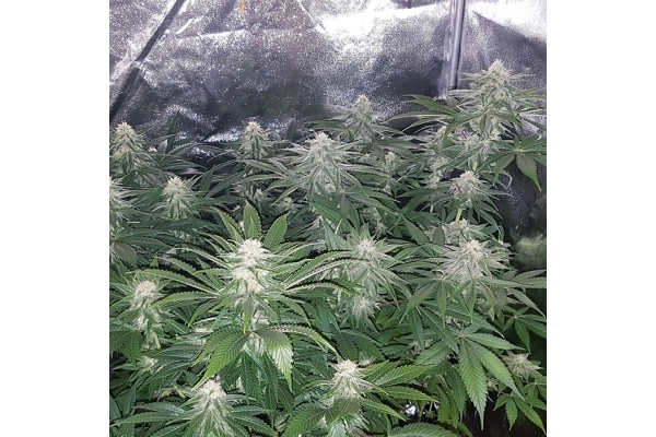 Choco Haze (Zamnesia Seeds) feminized Choco Haze (Zamnesia Seeds) feminized