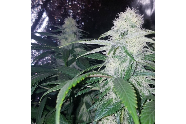 Choco Haze (Zamnesia Seeds) feminized Choco Haze (Zamnesia Seeds) feminized