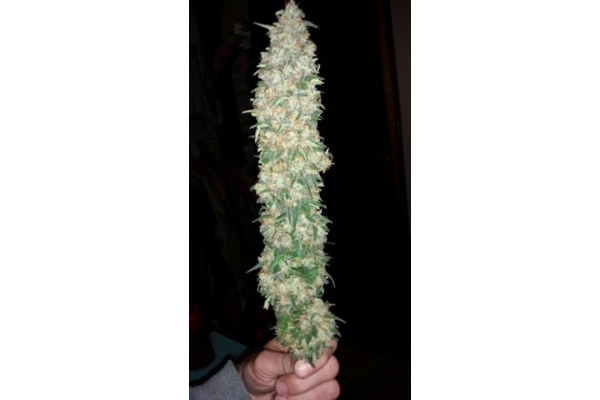 Classic Skunk (Zamnesia Seeds) feminized Classic Skunk (Zamnesia Seeds) feminized