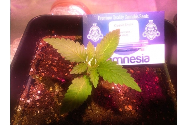 Classic Skunk (Zamnesia Seeds) feminized Classic Skunk (Zamnesia Seeds) feminized