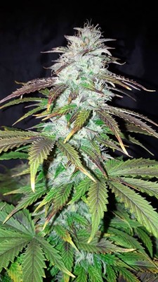 Blueberry Autoflower (Zamnesia Seeds) feminized Blueberry Autoflower (Zamnesia Seeds) feminized