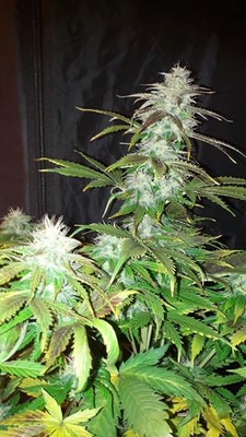 Blueberry Autoflower (Zamnesia Seeds) feminized Blueberry Autoflower (Zamnesia Seeds) feminized