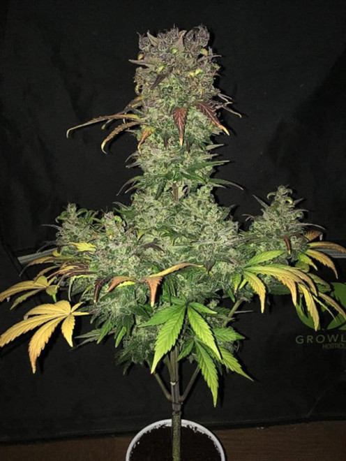 Blueberry Autoflower (Zamnesia Seeds) feminized Blueberry Autoflower (Zamnesia Seeds) feminized