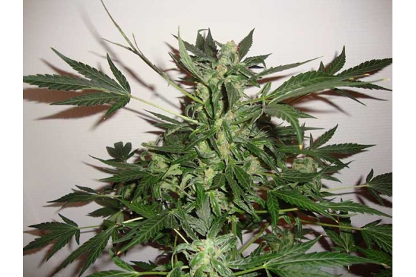 Critical Autoflower (Zamnesia Seeds) feminized Critical Autoflower (Zamnesia Seeds) feminized