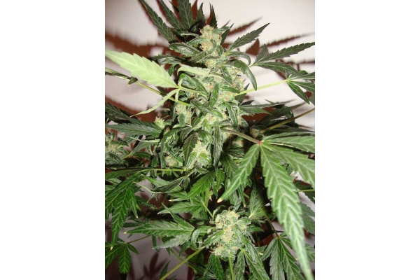 Critical Autoflower (Zamnesia Seeds) feminized Critical Autoflower (Zamnesia Seeds) feminized