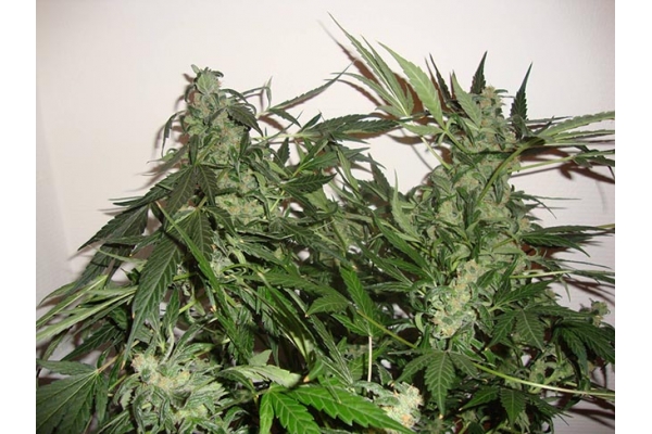Critical Autoflower (Zamnesia Seeds) feminized Critical Autoflower (Zamnesia Seeds) feminized