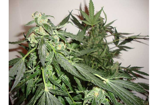 Critical Autoflower (Zamnesia Seeds) feminized Critical Autoflower (Zamnesia Seeds) feminized