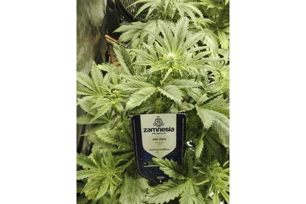 White Widow Autoflower (Zamnesia Seeds) feminized White Widow Autoflower (Zamnesia Seeds) feminized