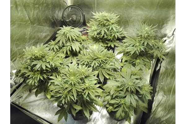 White Widow Autoflower (Zamnesia Seeds) feminized White Widow Autoflower (Zamnesia Seeds) feminized