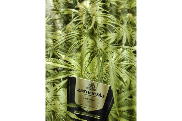 White Widow Autoflower (Zamnesia Seeds) feminized White Widow Autoflower (Zamnesia Seeds) feminized