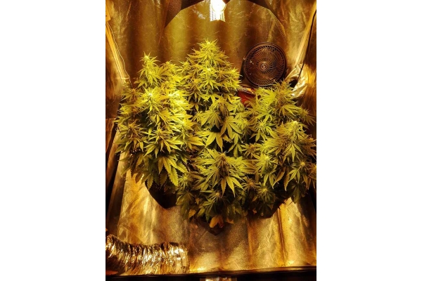 White Widow Autoflower (Zamnesia Seeds) feminized White Widow Autoflower (Zamnesia Seeds) feminized