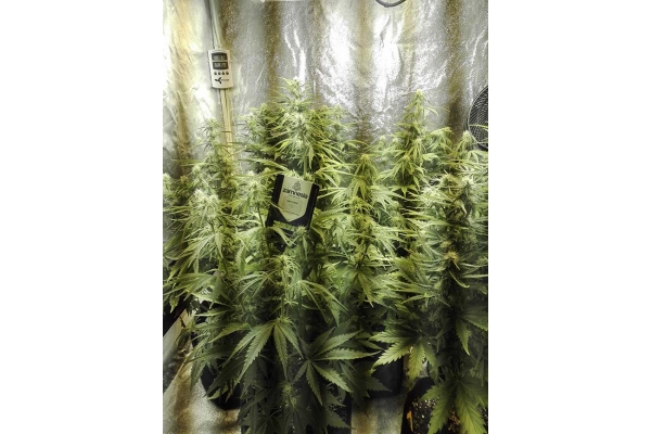 White Widow Autoflower (Zamnesia Seeds) feminized White Widow Autoflower (Zamnesia Seeds) feminized