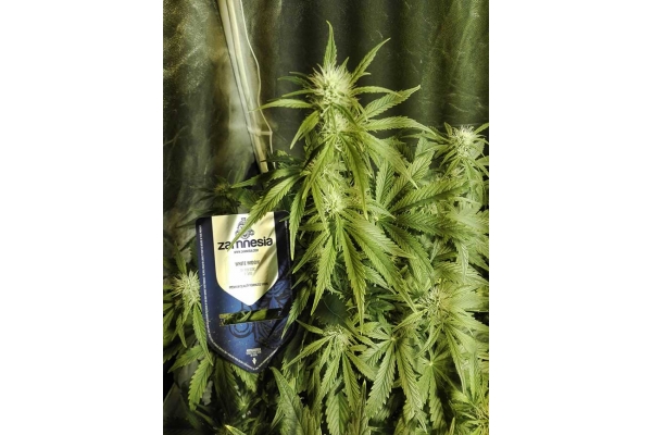 White Widow Autoflower (Zamnesia Seeds) feminized White Widow Autoflower (Zamnesia Seeds) feminized