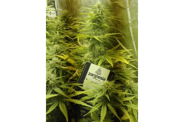 White Widow Autoflower (Zamnesia Seeds) feminized White Widow Autoflower (Zamnesia Seeds) feminized