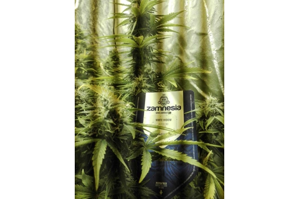White Widow Autoflower (Zamnesia Seeds) feminized White Widow Autoflower (Zamnesia Seeds) feminized