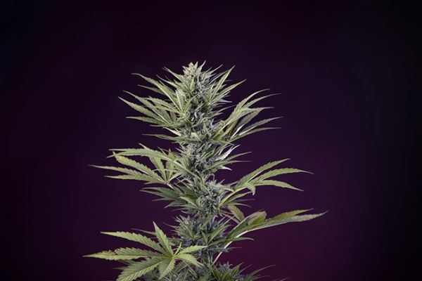Sticky Beast Autoflower (Zamnesia Seeds) feminized Sticky Beast Autoflower (Zamnesia Seeds) feminized