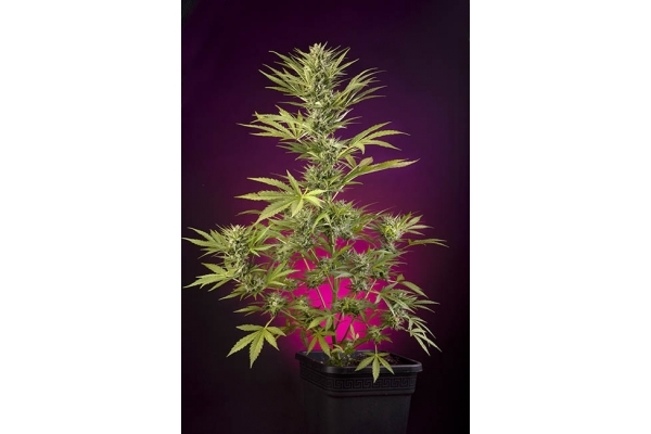 Sticky Beast Autoflower (Zamnesia Seeds) feminized Sticky Beast Autoflower (Zamnesia Seeds) feminized