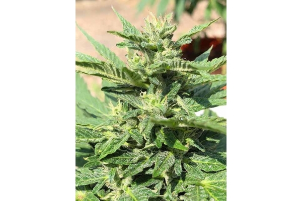 Sticky Beast Autoflower (Zamnesia Seeds) feminized Sticky Beast Autoflower (Zamnesia Seeds) feminized