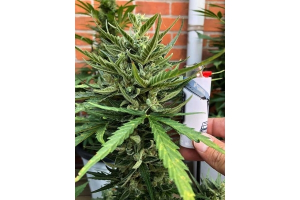 Sticky Beast Autoflower (Zamnesia Seeds) feminized Sticky Beast Autoflower (Zamnesia Seeds) feminized