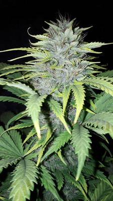 Sticky Beast Autoflower (Zamnesia Seeds) feminized Sticky Beast Autoflower (Zamnesia Seeds) feminized