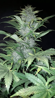 Sticky Beast Autoflower (Zamnesia Seeds) feminized Sticky Beast Autoflower (Zamnesia Seeds) feminized