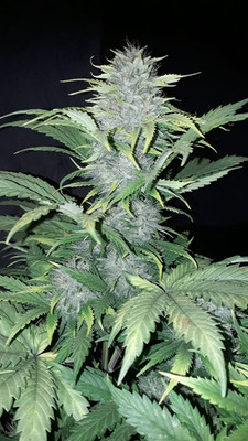 Sticky Beast Autoflower (Zamnesia Seeds) feminized Sticky Beast Autoflower (Zamnesia Seeds) feminized